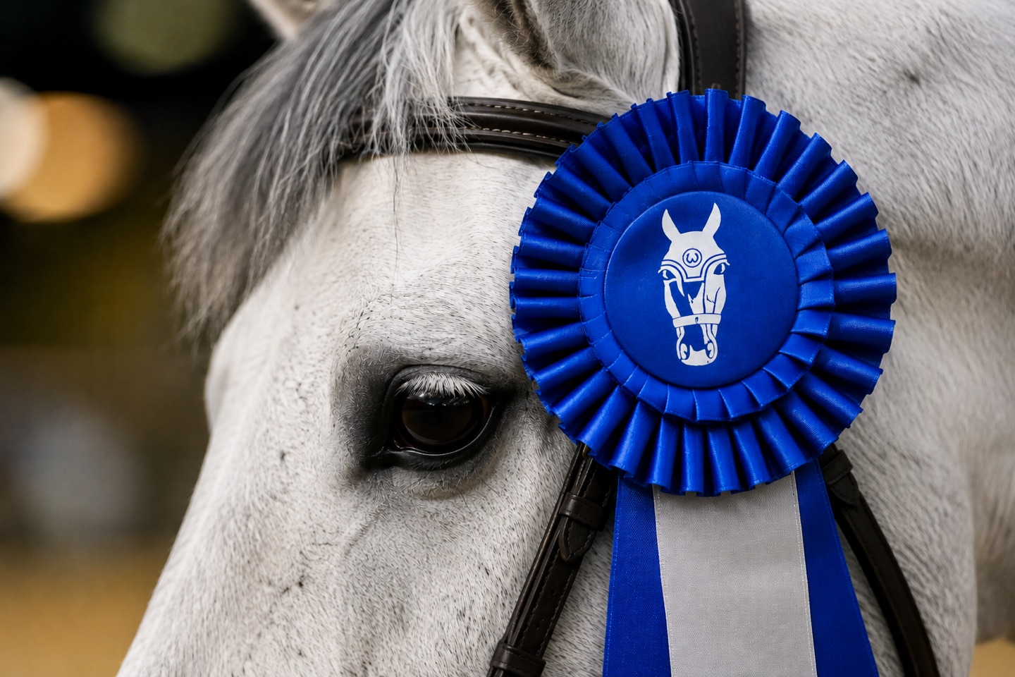 A grey horse wearing a blue prize rosette